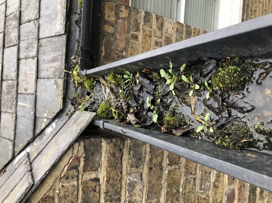 Gutter packed with wet leaf silt, moss and weed growth