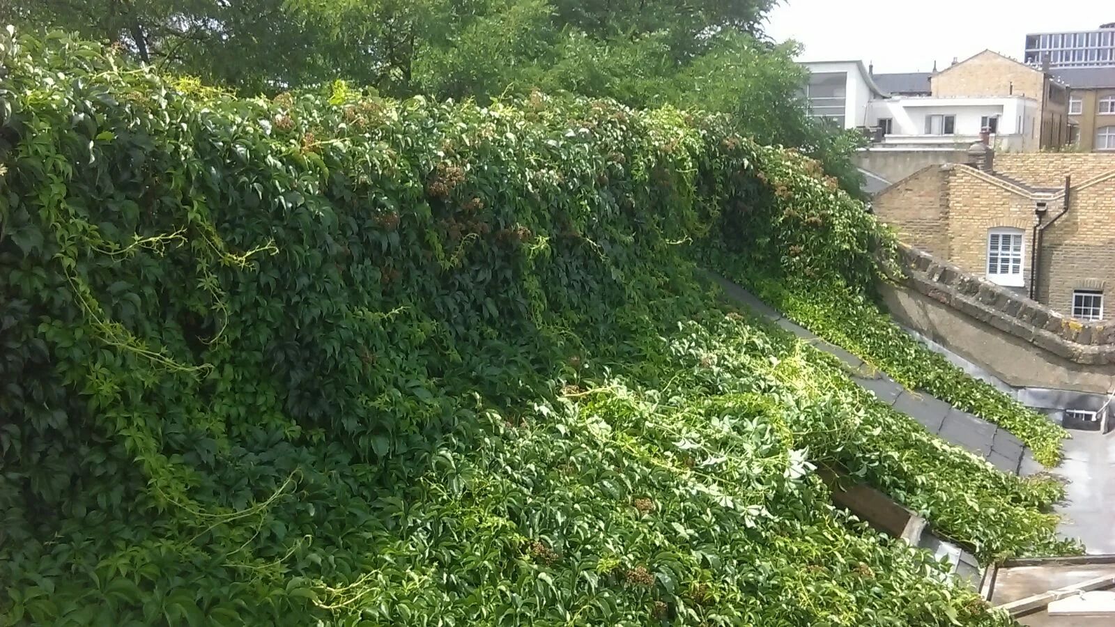 Ivy grown thickly over a roof parapet and gutter line