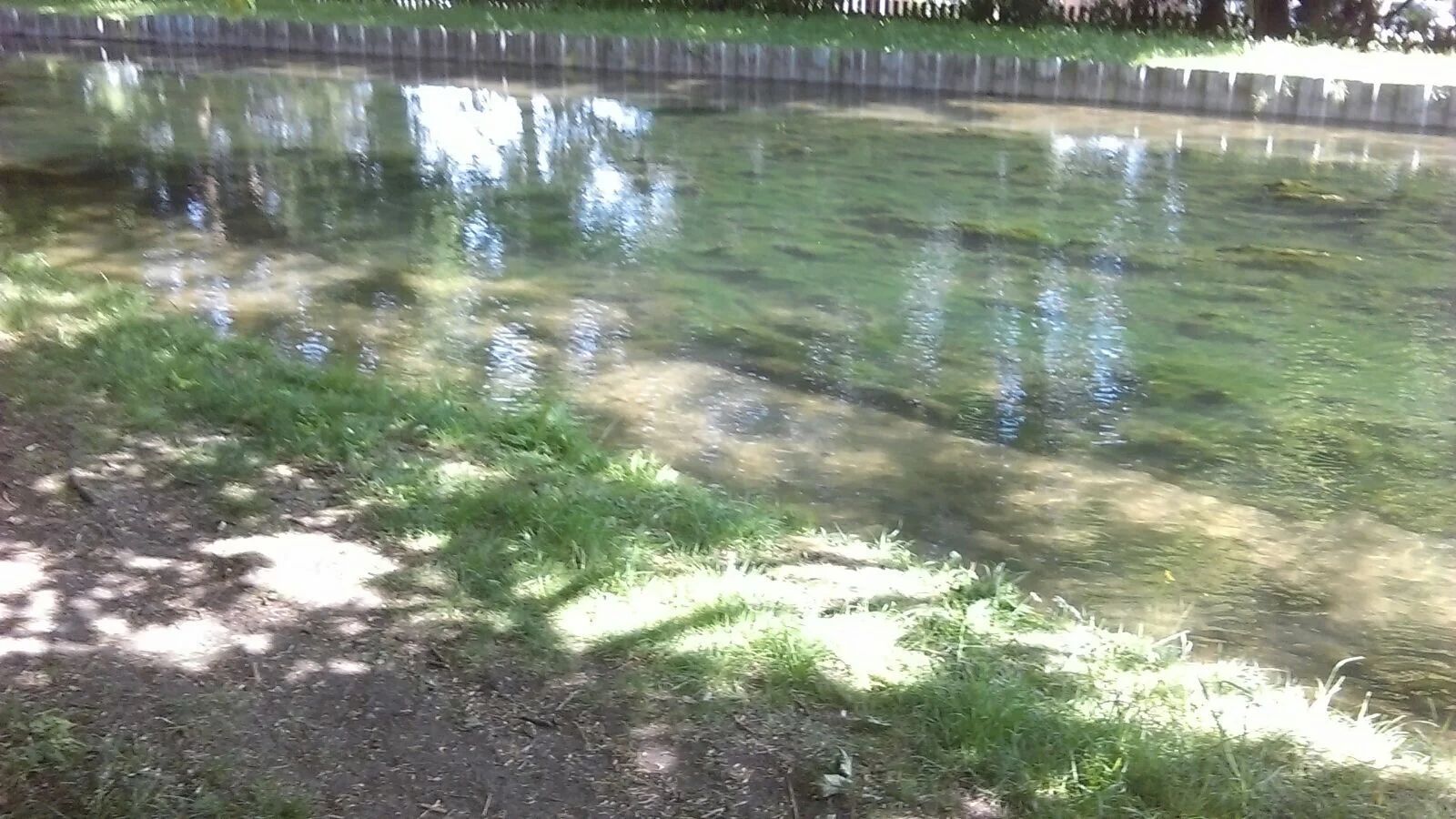 Patio covered in green algae before pressure washing