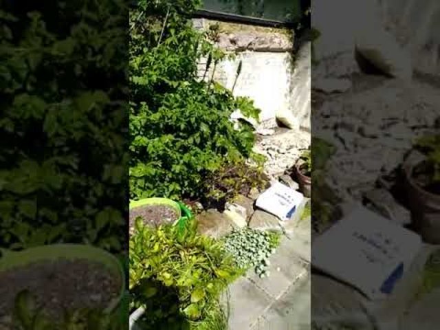 The patio we started with
